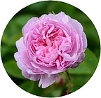Роза столистная (centifolia rose)