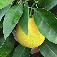Лист лимона