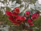 Цветок эвкалипта