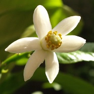 Цветок бергамота