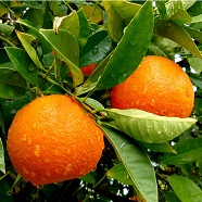 Лист апельсина