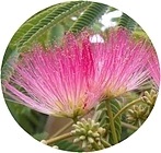 Цветок шелкового дерева