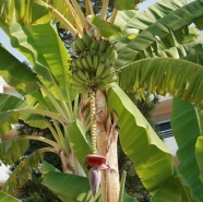 Лист банана