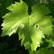 Виноградный лист