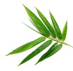 Лист бамбука