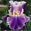 Итальянский ирис