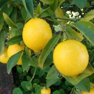 Дерево лимона