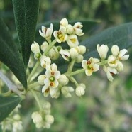 Цветок маслины
