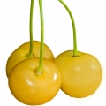 Белая вишня