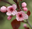 Цветок японской вишни
