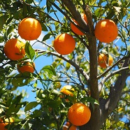 Апельсиновое дерево