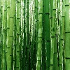 Зеленые стебли