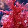 Красные морские водоросли