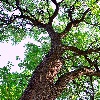 Дерево венге