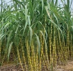 Сахарный тростник